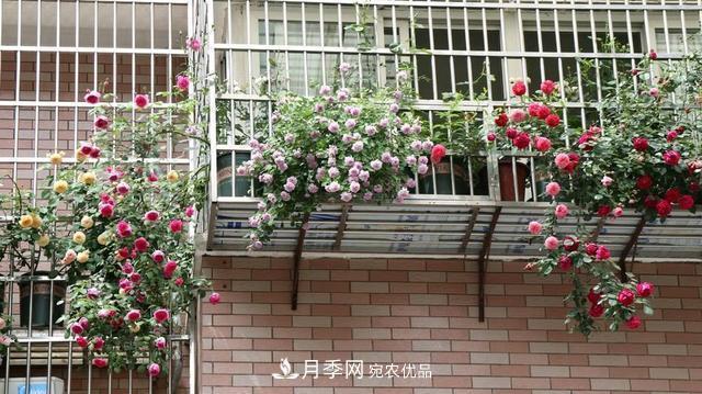 上海發(fā)布《窗陽(yáng)臺綠化推薦植物名錄》，月季花在列，好不好養來(lái)看看(圖2)