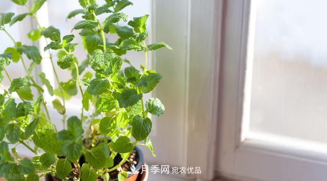 上海發(fā)布《窗陽(yáng)臺綠化推薦植物名錄》，月季花在列，好不好養來(lái)看看(圖6)