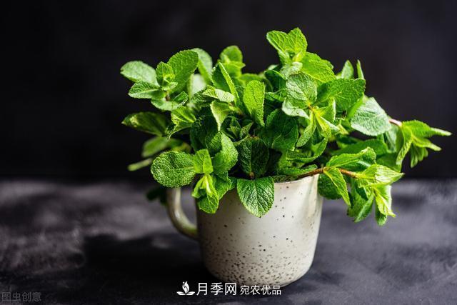 上海發(fā)布《窗陽(yáng)臺綠化推薦植物名錄》，月季花在列，好不好養來(lái)看看(圖5)