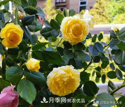 養多少月季，才能實(shí)現切花自由？這3棵就夠了(圖3)