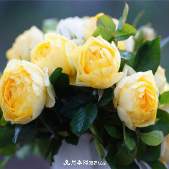 忙里偷閑，推薦5個(gè)月季品種，花色鮮艷還好養(圖2)