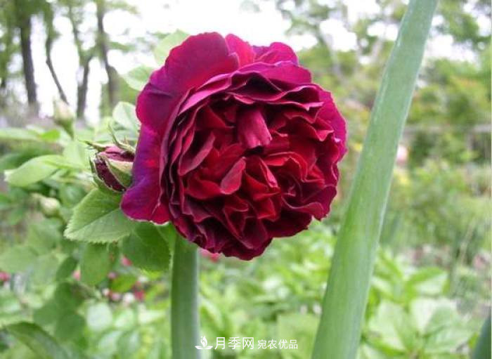 忙里偷閑，推薦5個(gè)月季品種，花色鮮艷還好養(圖1)