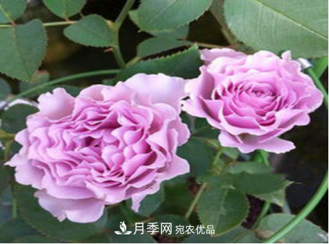 忙里偷閑，推薦5個(gè)月季品種，花色鮮艷還好養(圖4)