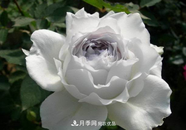 忙里偷閑，推薦5個(gè)月季品種，花色鮮艷還好養(圖3)