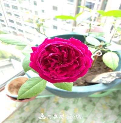 忙里偷閑，推薦5個(gè)月季品種，花色鮮艷還好養(圖6)