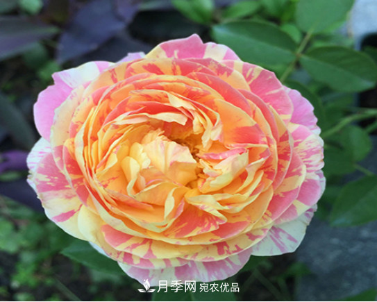 忙里偷閑，推薦5個(gè)月季品種，花色鮮艷還好養(圖5)