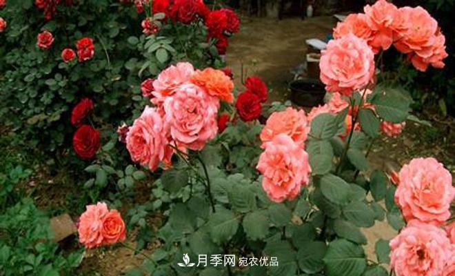 立秋以后，月季修剪及養護重點(diǎn)(圖1)