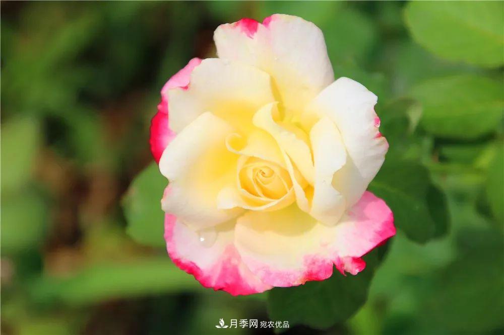月季為什么一直不開(kāi)花？問(wèn)題出現這里(圖1)