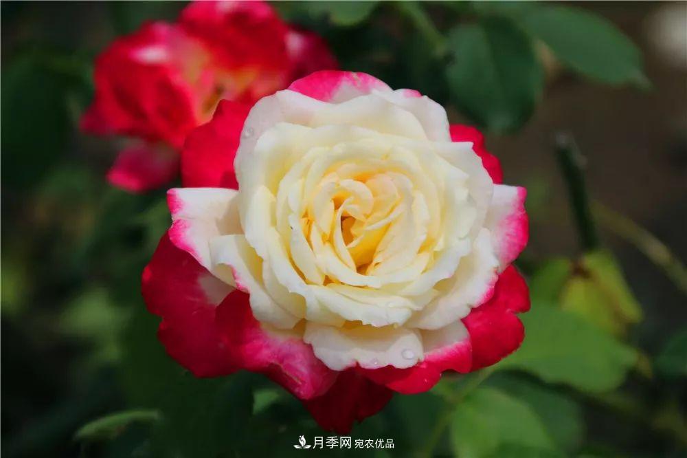 月季為什么一直不開(kāi)花？問(wèn)題出現這里(圖2)