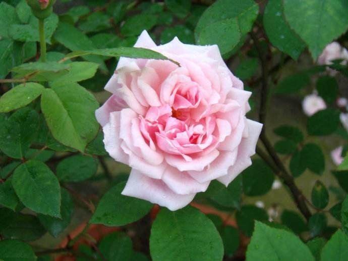 立秋后的月季怎么做好養護？(圖4)