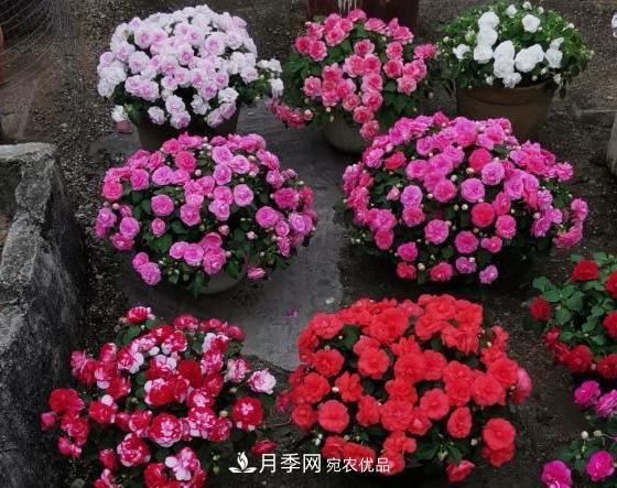 比月季開(kāi)花多，比茉莉好看，花瓣層層疊疊似牡丹，花期300天(圖3)
