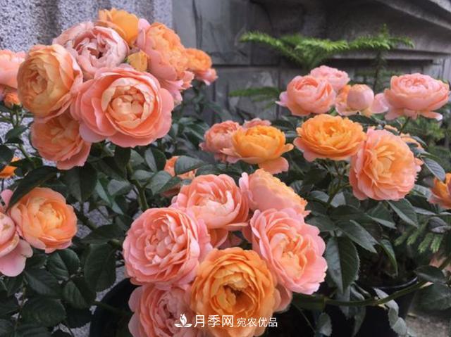 家中養月季花，老是愛(ài)黑桿？原來(lái)是2個(gè)“細節”犯了錯(圖2)