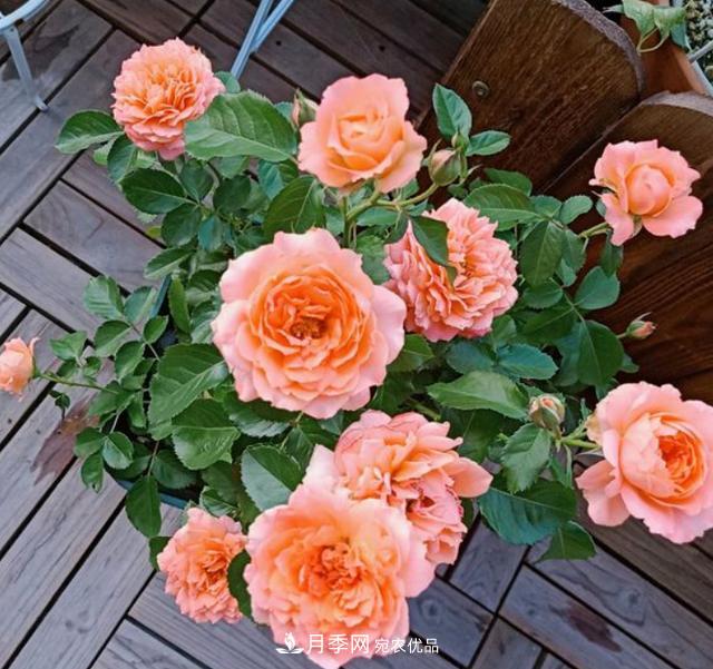 夏季購買(mǎi)月季花，葉片發(fā)黃嘩嘩掉，學(xué)會(huì )1招緩苗，新芽呼呼冒不停(圖1)