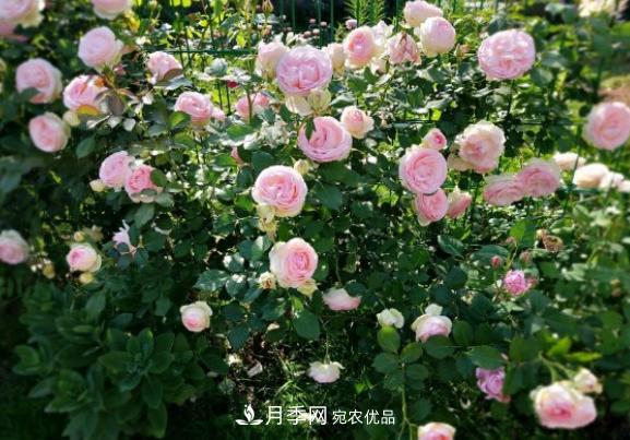 盆栽月季花，如何配土才合適？偷偷告訴你，保證“2點(diǎn)”就夠了(圖3)