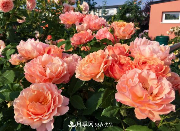 盆栽月季花，如何配土才合適？偷偷告訴你，保證“2點(diǎn)”就夠了(圖2)