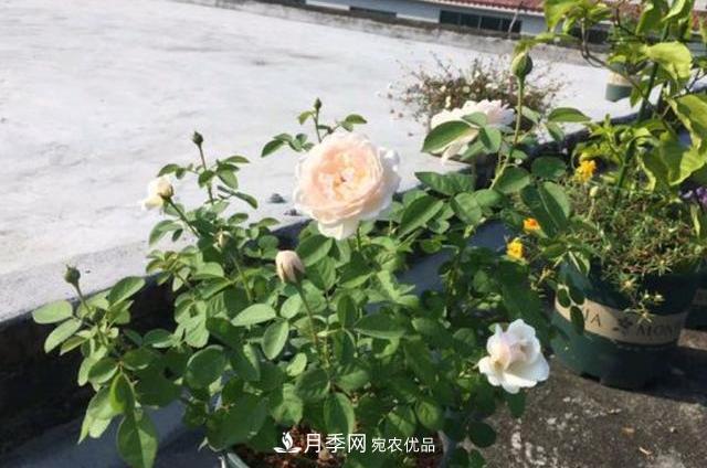 3分鐘學(xué)會(huì )扦插月季花，一棵變十棵，100%成活！(圖1)