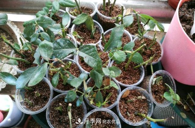 3分鐘學(xué)會(huì )扦插月季花，一棵變十棵，100%成活！(圖2)