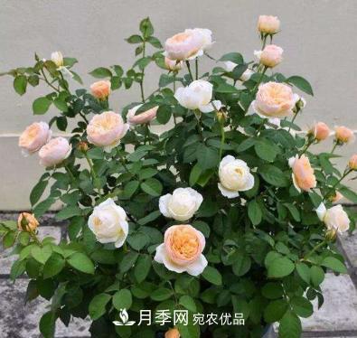 扦插月季花，幾月***合適？掌握幾個(gè)“關(guān)鍵點(diǎn)”，扦插都沒(méi)問(wèn)題(圖1)