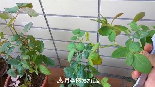 月季過(guò)冬做好這5點(diǎn)，來(lái)年春天長(cháng)得旺，開(kāi)花多到壓彎枝頭(圖6)