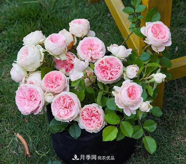 春天月季養護的“四句真言”，預防病蟲(chóng)害，不愁沒(méi)花看！(圖1)