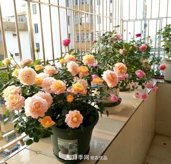 春天月季養護的“四句真言”，預防病蟲(chóng)害，不愁沒(méi)花看！(圖5)