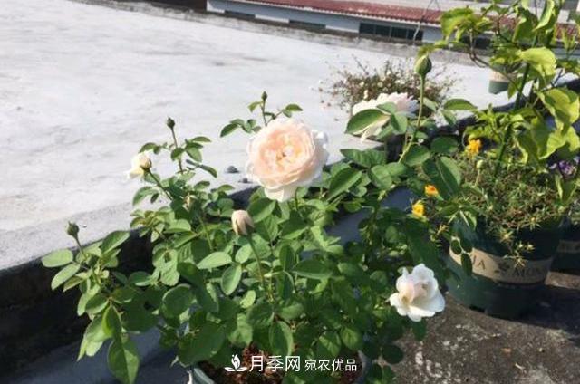 買(mǎi)到黃泥裹根的月季花，教你1招換盆，緩苗快速生根(圖3)