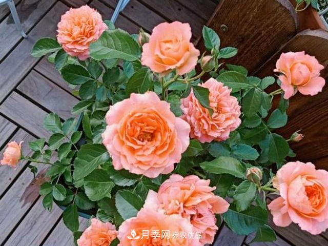 買(mǎi)到黃泥裹根的月季花，教你1招換盆，緩苗快速生根(圖2)