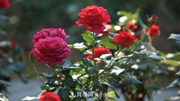 買(mǎi)到黃泥裹根的月季花，教你1招換盆，緩苗快速生根(圖1)