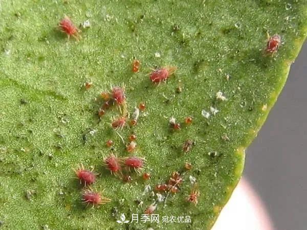 夏天月季花愛(ài)生蟲(chóng)？幾個(gè)小方法輕松應對六大蟲(chóng)害！(圖1)