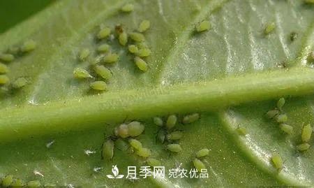 夏天月季花愛(ài)生蟲(chóng)？幾個(gè)小方法輕松應對六大蟲(chóng)害！(圖2)