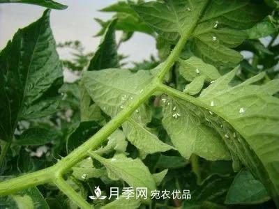 夏天月季花愛(ài)生蟲(chóng)？幾個(gè)小方法輕松應對六大蟲(chóng)害！(圖4)