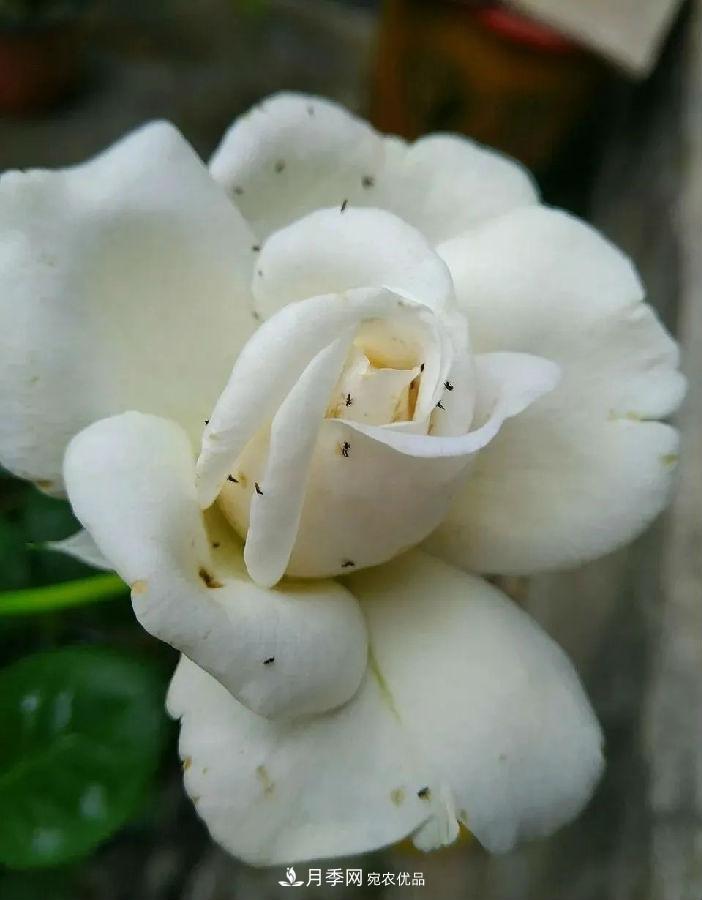 夏天月季花愛(ài)生蟲(chóng)？幾個(gè)小方法輕松應對六大蟲(chóng)害！(圖3)