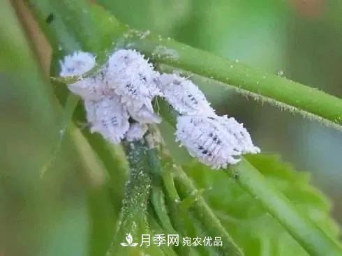 夏天月季花愛(ài)生蟲(chóng)？幾個(gè)小方法輕松應對六大蟲(chóng)害！(圖5)
