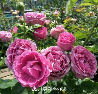 陽(yáng)臺養月季，問(wèn)題太多？教你幾招，植株健壯開(kāi)花旺！(圖2)