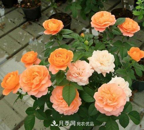 陽(yáng)臺養月季，問(wèn)題太多？教你幾招，植株健壯開(kāi)花旺！(圖1)