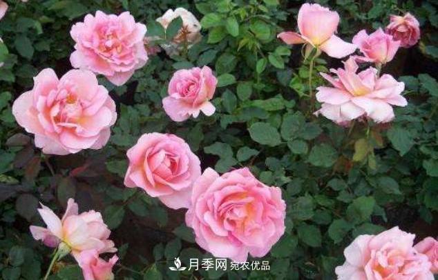 陽(yáng)臺養月季，問(wèn)題太多？教你幾招，植株健壯開(kāi)花旺！(圖4)