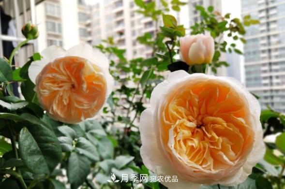 陽(yáng)臺養月季，問(wèn)題太多？教你幾招，植株健壯開(kāi)花旺！(圖5)