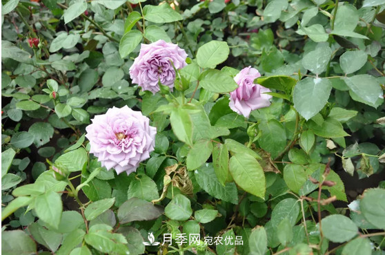 供應南陽(yáng)月季，花中皇后，月月花開(kāi)月月紅(圖2)