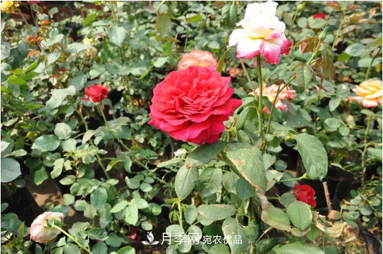 供應南陽(yáng)月季，花中皇后，月月花開(kāi)月月紅(圖1)
