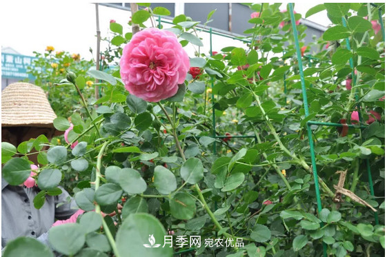 供應南陽(yáng)月季，花中皇后，月月花開(kāi)月月紅(圖4)