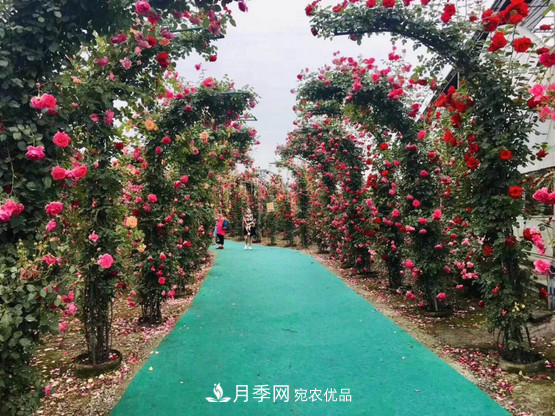供應南陽(yáng)月季，花中皇后，月月花開(kāi)月月紅(圖3)