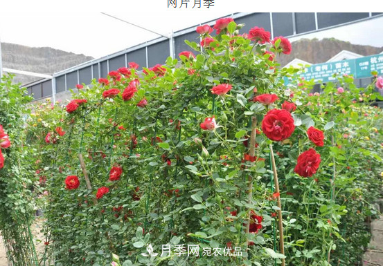 供應南陽(yáng)月季，花中皇后，月月花開(kāi)月月紅(圖7)