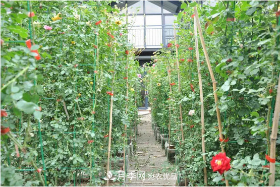 供應南陽(yáng)月季，花中皇后，月月花開(kāi)月月紅(圖6)