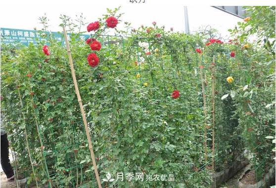 供應南陽(yáng)月季，花中皇后，月月花開(kāi)月月紅(圖5)