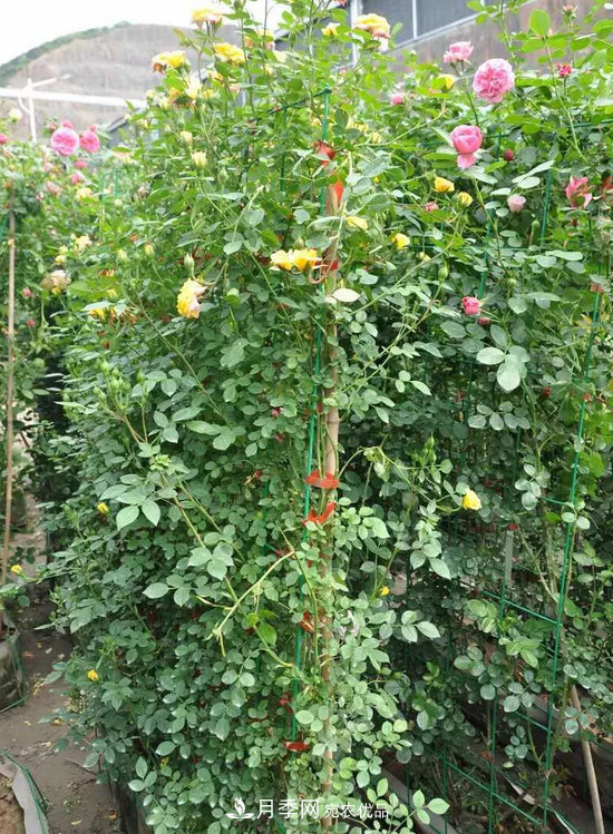 供應南陽(yáng)月季，花中皇后，月月花開(kāi)月月紅(圖8)