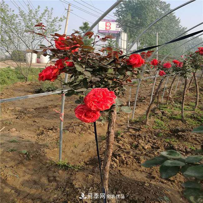 月季花的產(chǎn)地是哪里？南陽(yáng)產(chǎn)的月季花好？(圖1)