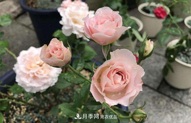 月季花的產(chǎn)地是哪里？南陽(yáng)產(chǎn)的月季花好？(圖3)