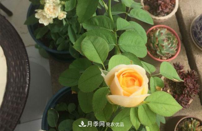 月季花的產(chǎn)地是哪里？南陽(yáng)產(chǎn)的月季花好？(圖2)