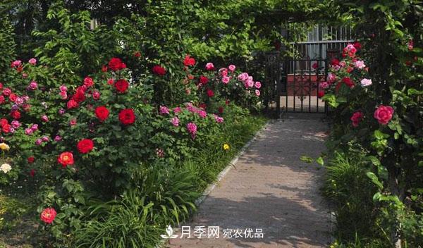 月季花有哪些品種？藤本大花月季品種介紹大全(圖3)