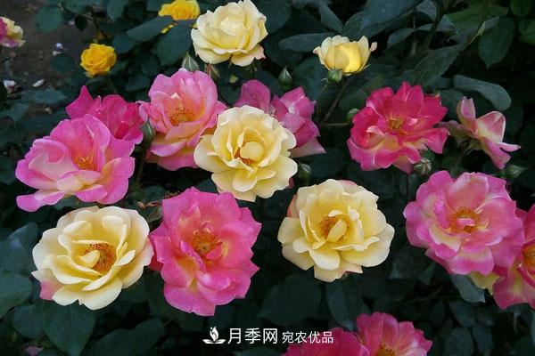 月季花有哪些品種？藤本大花月季品種介紹大全(圖2)